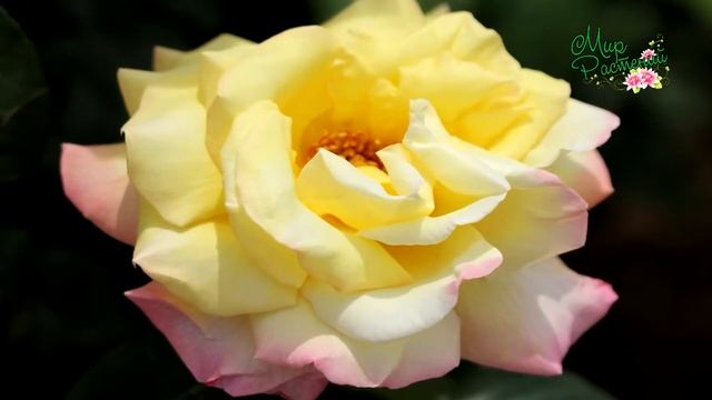 СЕКРЕТЫ ВЫРАЩИВАНИЯ РОЗ. ИСТОРИЯ ЗАМЕЧАТЕЛЬНОЙ РОЗЫ ГЛОРИЯ ДЕЙ! смотреть онлайн