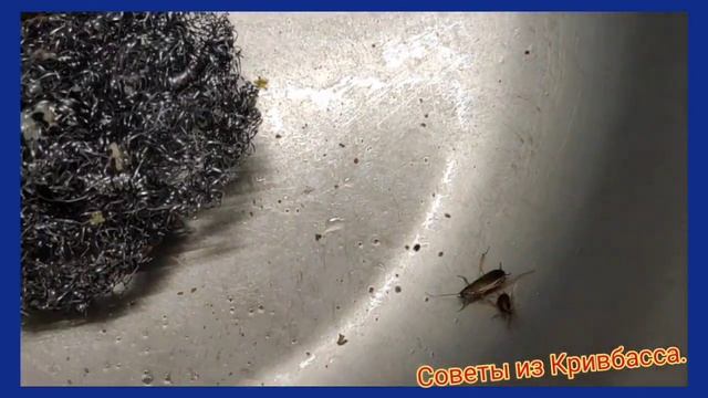 Самый Простой Способ Избавиться от Тараканов СОВЕТ ЗРИТЕЛЯ ЛАЙФХАК смотреть онлайн