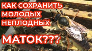 КАК СОХРАНИТЬ МОЛОДЫХ, НЕПЛОДНЫХ ПЧЕЛОМАТОК???