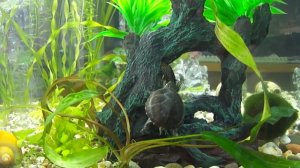 Сом и черепаха начало дружбы