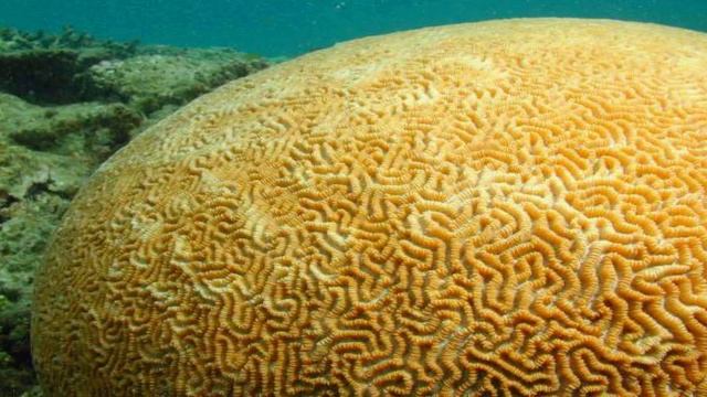 TEN THINGS YOU DID'NT KNOW ABOUT TRINIDAD AND TOBAGO смотреть онлайн