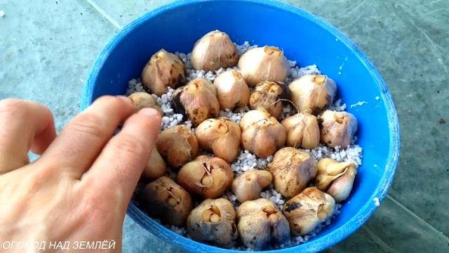 ЧЕСНОК НА ЗЕЛЕНЬ ЗИМОЙ НА ПОДОКОННИКЕ.