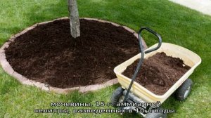 Подкормка яблонь весной