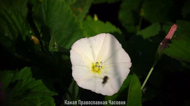 Добродетель защищающая от бесов и дьявола - прп. Макарий Великий