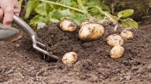 Как правильно сажать картофель ростками вверх или вниз