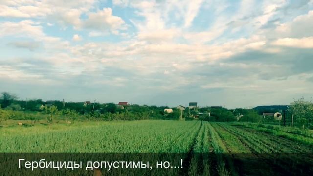 Прополка чеснока. Культиваторы для прополки