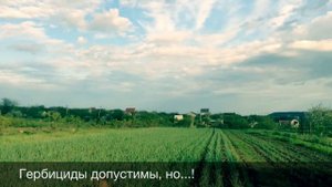 Прополка чеснока. Культиваторы для прополки