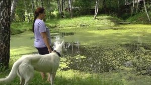 ДТ-19. Супертренажер для собаки. Мегаудовольствие на лето!