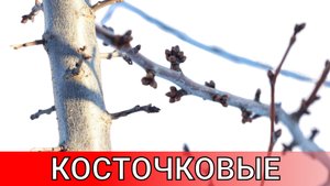 ужас садовода 2 косточковые культуры основные плодовые образования и бич всех косточковых монилиоз