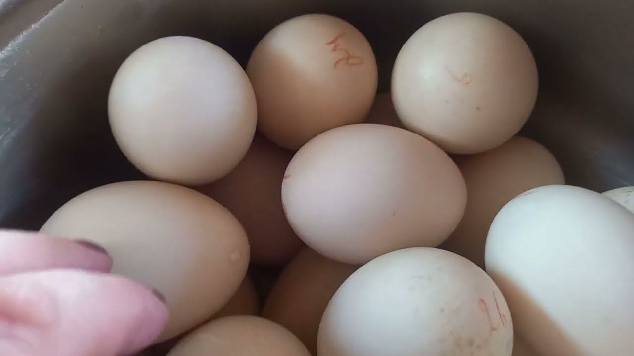 Про СВИНОМАТКУ, МУСКУСНУЮ УТКУ которая сама виновата и ИНКУБАЦИОННОЕ ЯЙЦО из Франции)))) смотреть онлайн