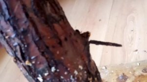 Как вырастить грибы вешенка на полене.