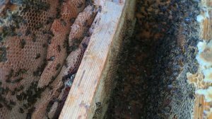 пчёлы застроили сотами пустую часть улья