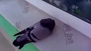 Голубь спит