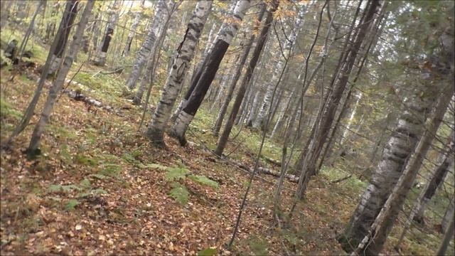 Охота на зайца с выжловками Говорушей и Свирелю 1г. 5мес. смотреть онлайн