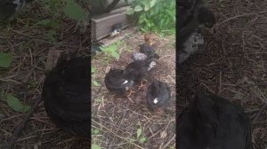 Отчет из деревни. Подросли цыплята. Цветет потрясающе красивая петунья.