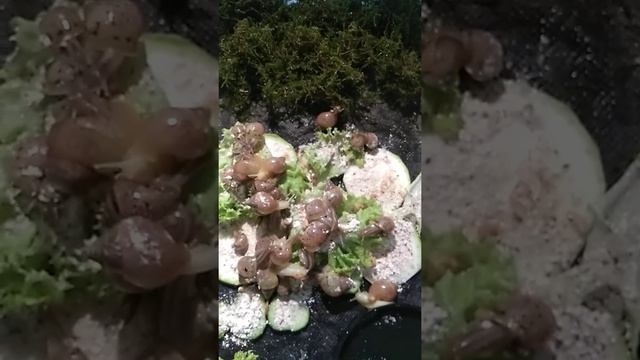 Ахатина Фулика смотреть онлайн