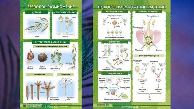 37 биология 6 класс