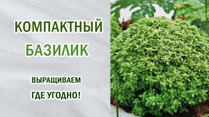 Базилик компактный, шаровидный. Выращиваем на балконе и подоконнике. Семена от Сортсемовощ.