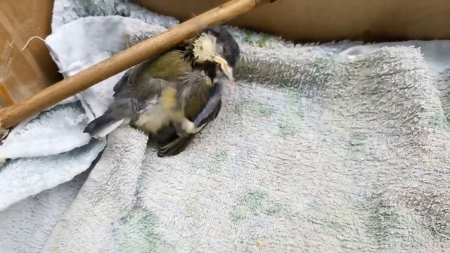 17 день ВЫКАРМЛИВАЕМ ПТЕНЦА синицы:ВЫПАЛ из гнезда.VLOG 19. смотреть онлайн