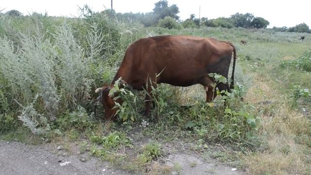 Корова пасется на лугу смотреть онлайн
