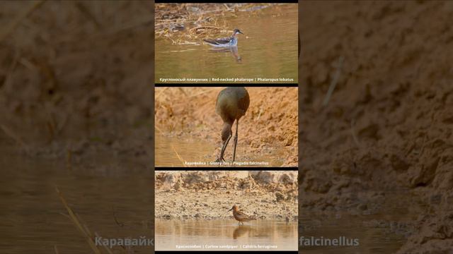 Птицы России | Birds of Russia