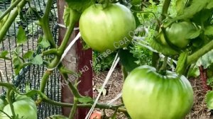 Коллекционный сорт томата "Тайные сокровища вечности" в  открытом грунте/ В разрезе и на вкус