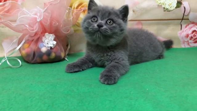 Британская кошечка возраст 1,5 месяца.