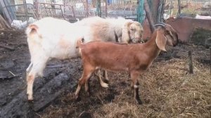 Нубийский козёл Арчи знакомится с молодой козочкой Чайкой....