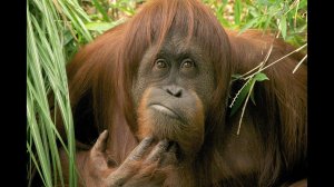 Причина в самом человеке? Почему Астрология не так популярна?