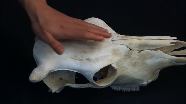 лобная кость домашних животных смотреть онлайн