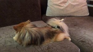 Йорк или шпиц???? Кого выбрать???