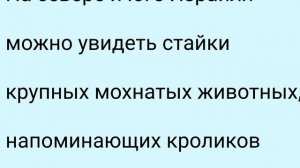 Самые необычные животные. Даманы.  #скалистые_кролики