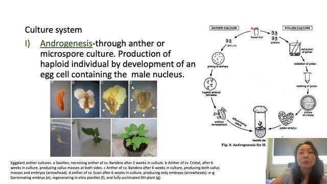 Type of plant tissue culture смотреть онлайн