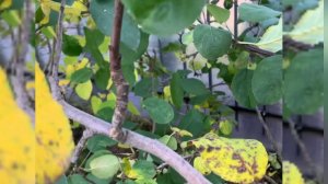 Обрезка яблони