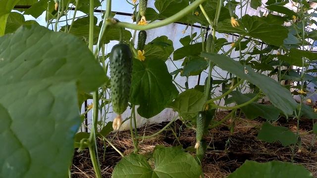 Подкормка огурцов в период вегетации калийными удобрениями и их формирование и пасынкование смотреть онлайн