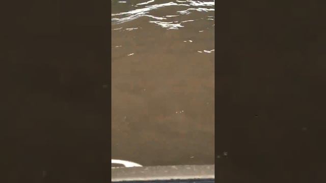 belaya dacha смотреть онлайн