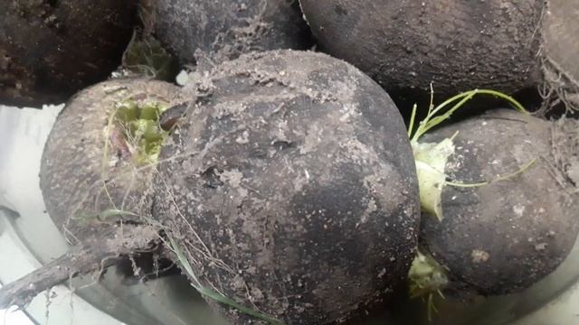 Редька черная зимняя. Ноябрьский урожай.