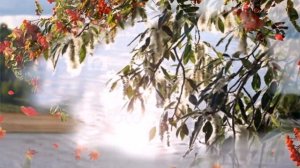 Вздохнул соловей, исп. засл. арт. РФ Ф.Михеенко, комп. Г.Шарин, стихи И.Головко