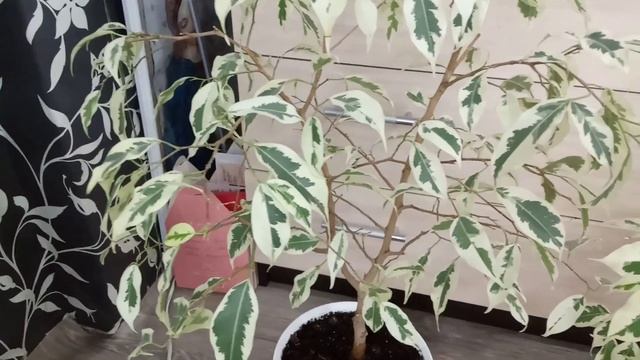 Комнатные Растения. Белоснежные Фикусы Де Гантель. смотреть онлайн