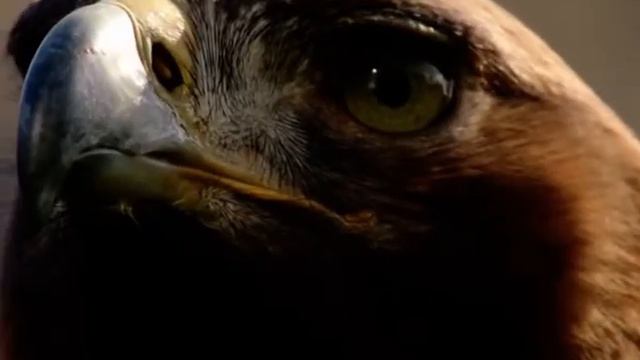 Выбор всей жизни! Притча об Орле. смотреть онлайн