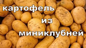 Картофель из миниклубней