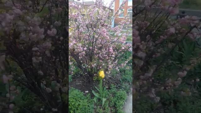 Всем, кто сидит дома передаю ВЕСНУ 😊 смотреть онлайн