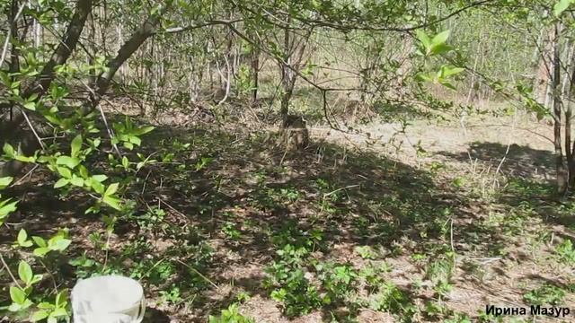 Прогулка за весенними грибами.Сморчки и строчки.Walk behind spring mushrooms.Morecki. смотреть онлайн