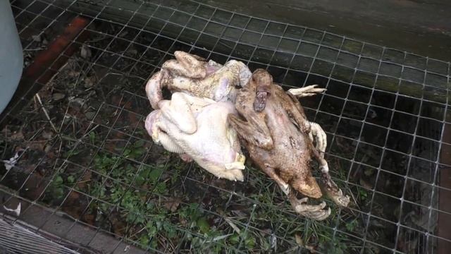 Коптилка горячего копчения. Коптим утку. смотреть онлайн