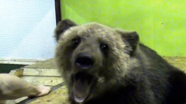 Контактный зоопарк для детей, медведь смотреть онлайн