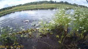 Щуки на Тюльку