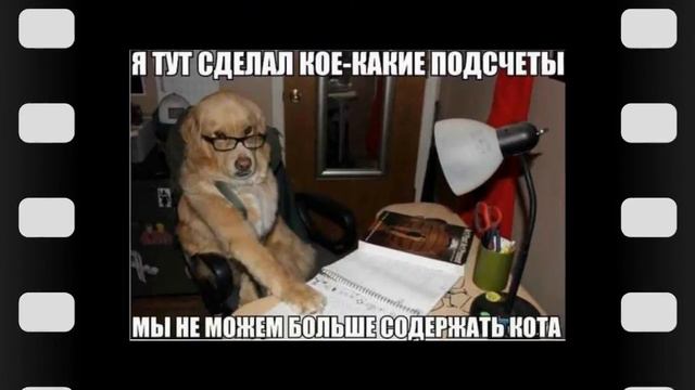 Музыкальная открытка Смешные и милые животные