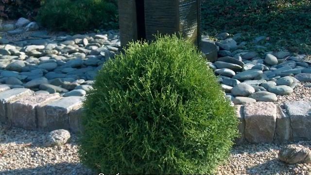 Туя Тини Тим (Tiny Tim) западная — описание смотреть онлайн