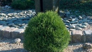 Туя Тини Тим (Tiny Tim) западная — описание