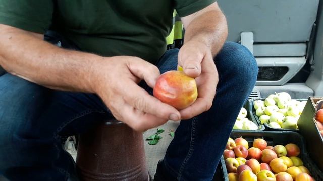 Абрикос Память Шевчука урожай и голубики смотреть онлайн